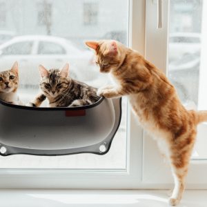 Product Photography for Catalogs & Magazines