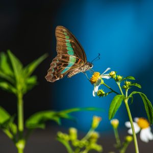 Photography for Holiday Marketing Campaigns