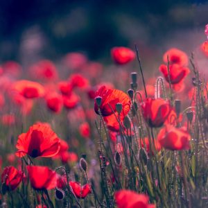 Interactive Virtual Photography Exhibits